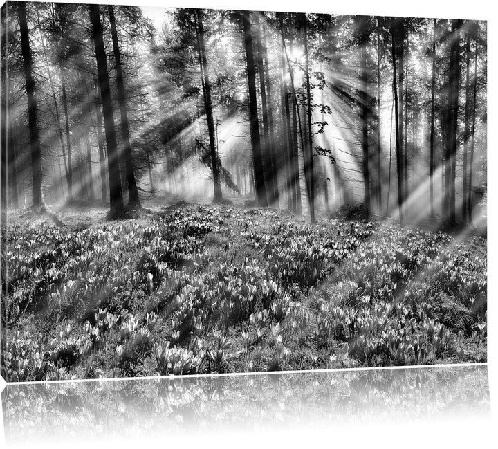 Pixxprint Lavendel im Wald / 100x70cm Leinwandbild bespannt auf Holzrahmen/Wandbild Kunstdruck Dekor