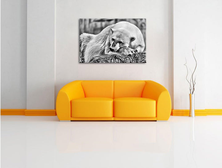 Pixxprint Monocrome, schlafender Eisbär, Format: 100x70 auf Leinwand, 100x70