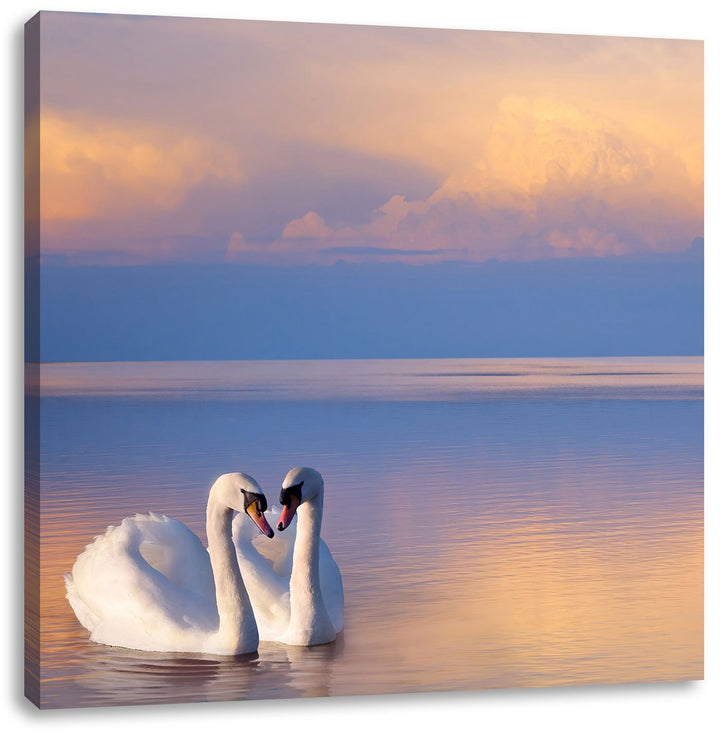 Pixxprint Schwäne in Abenddämmerung als Leinwandbild/Grösse: 70x70 cm/Wandbild/Kunstdruck/fertig bes