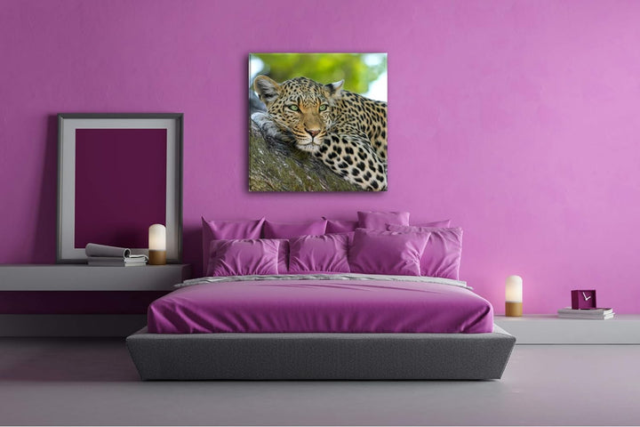 deyoli liegender Leopard im Format: 60x60 als Leinwandbild, Motiv fertig gerahmt auf Echtholzrahmen,