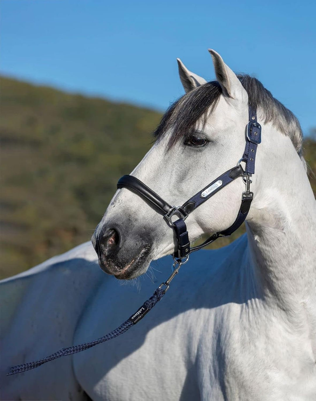 LeMieux Capella Headcollar Halfter, navy