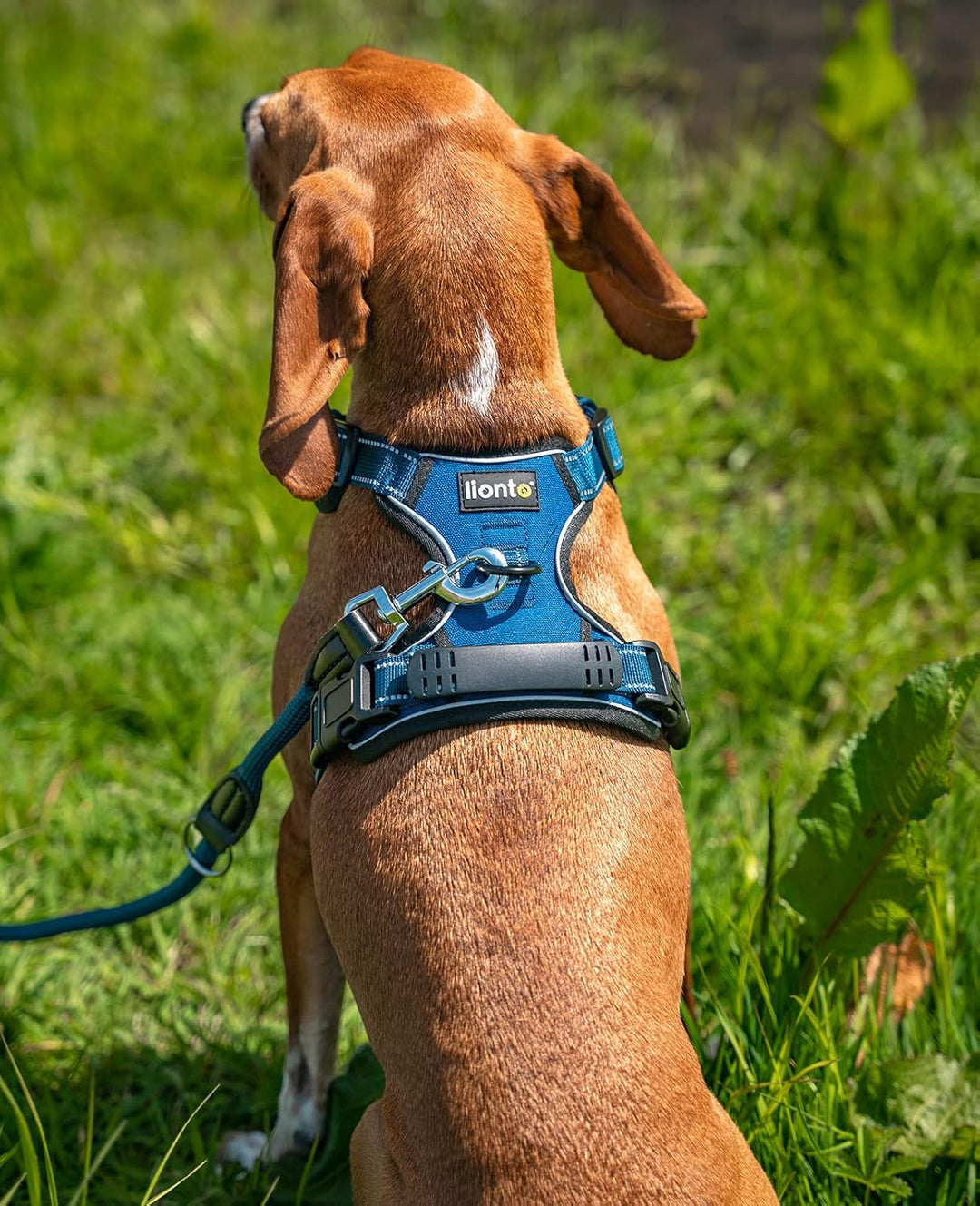 lionto Hundegeschirr gepolstert aus weichem Nylon, Grösse S, reflektierendes Anti Zug Geschirr für H