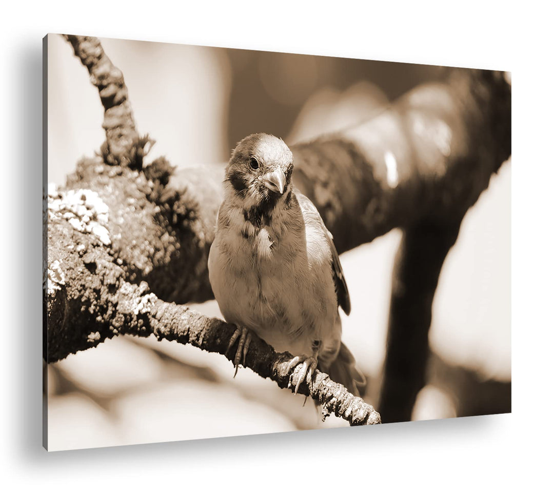 deyoli neugieriger Vogel Format: 120x80 Effekt: Sepia als Leinwandbild, Motiv fertig gerahmt auf Ech