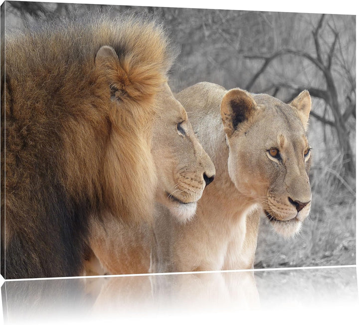 Pixxprint stolzes Löwenpaar als Leinwandbild/Grösse: 100x70 cm/Wandbild/Kunstdruck/fertig bespannt.,