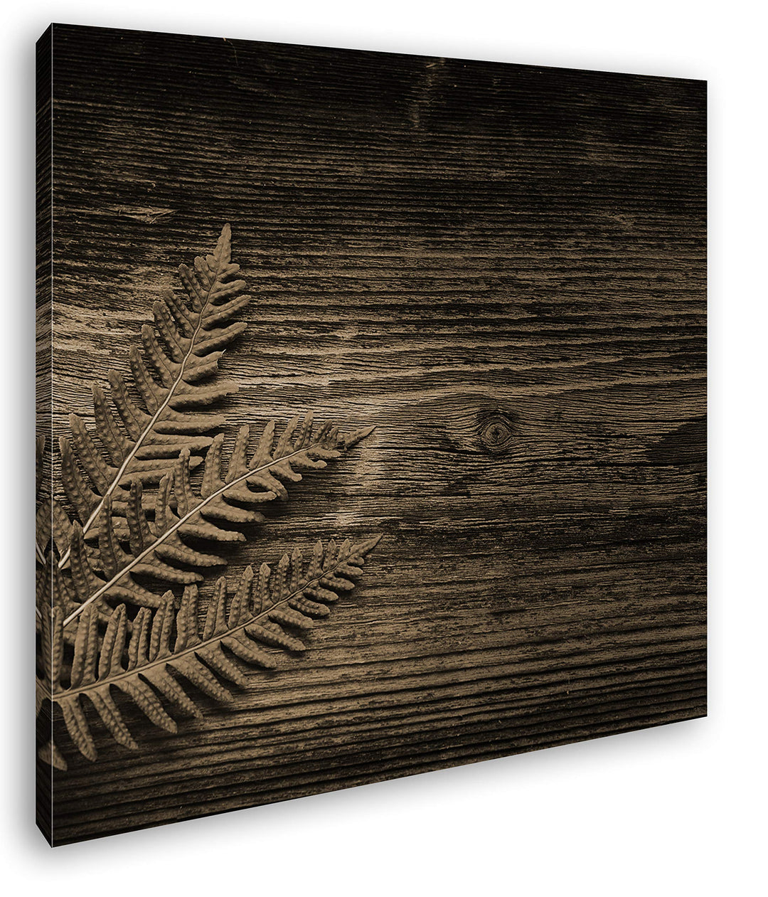 deyoli Kleiner grüner Farn auf Einer Holztischplatte Format: 60x60 Effekt: Sepia als Leinwandbild, M