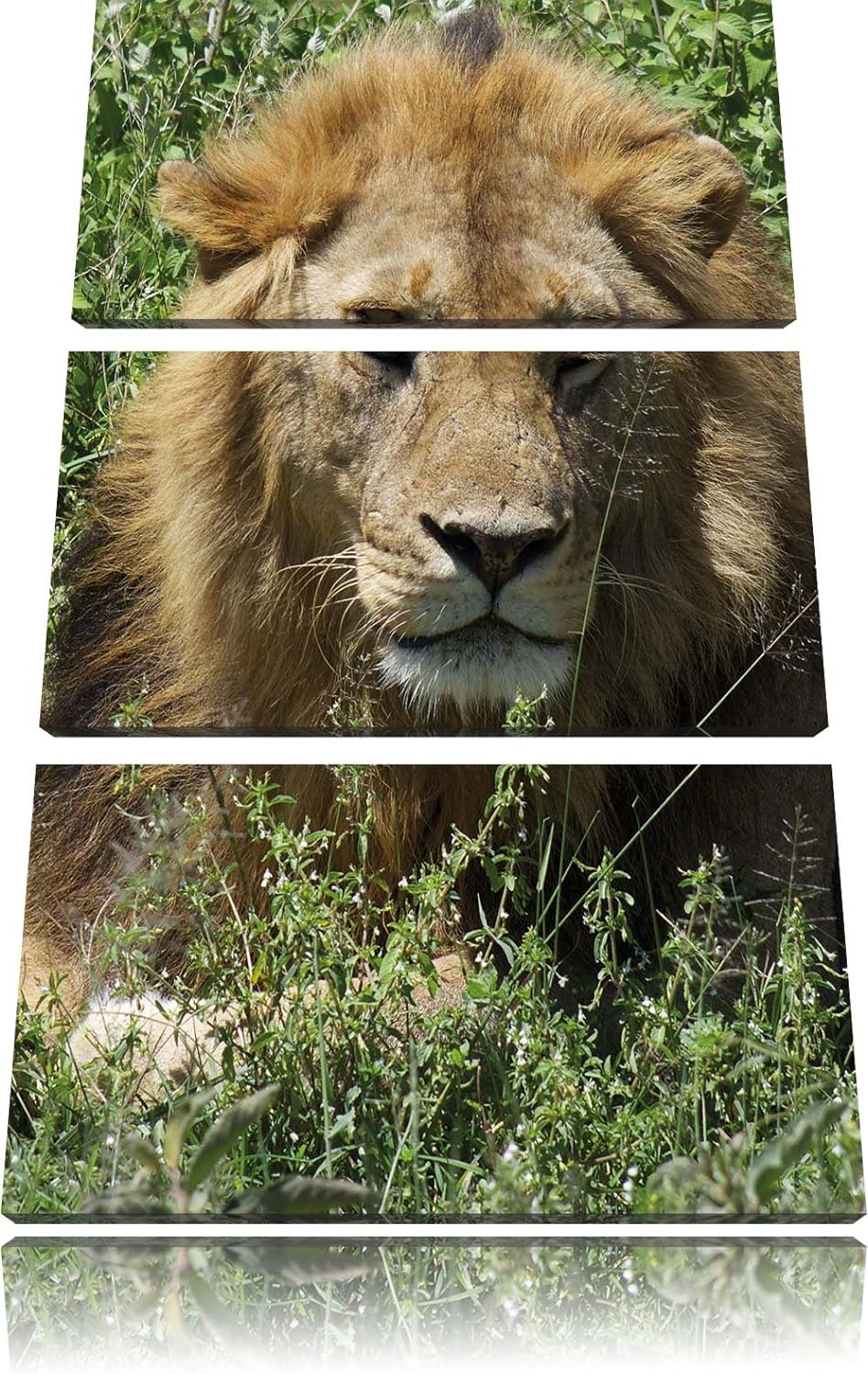 Pixxprint müder Löwe ruht im Gras als Leinwandbild/Grösse: 3 Teilig (120x80) cm/Wandbild/Kunstdruck/