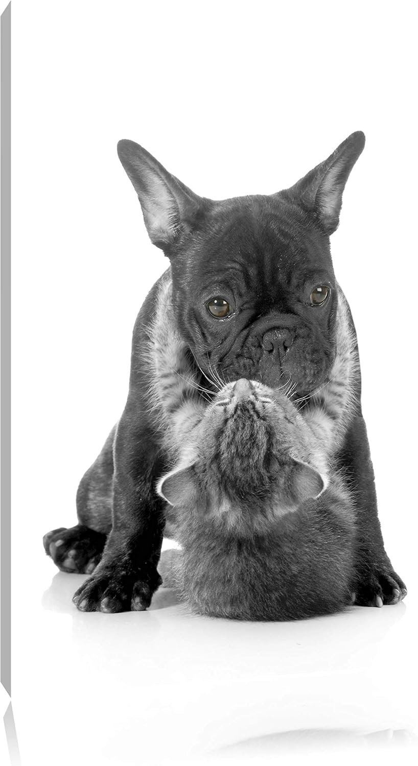 Katze hängt an Mops schwarz/weiss Format: 100x70 auf Leinwand, XXL riesige Bilder fertig gerahmt mit