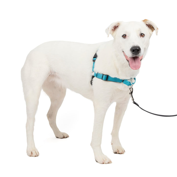 PetSafe Deluxe Easy Walk Hundegeschirr ocean Medium/Large, ocean Medium/Large