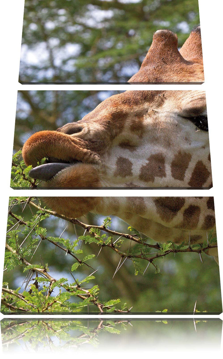 Pixxprint niedliche Giraffe beim Fressen als Leinwandbild/Grösse: 3 Teilig (120x80) cm/Wandbild/Kuns