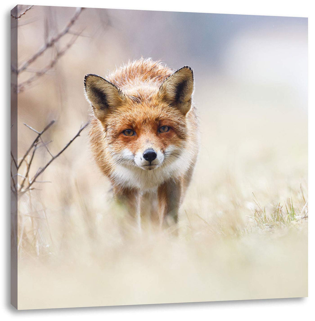 Schleichender fuchs, Format: 70x70 auf Leinwand, XXL riesige Bilder fertig gerahmt mit Keilrahmen, K