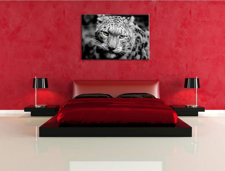 eleganter Schneeleopard schwarz/weiss Deluxe Format: 100x70 cm auf Leinwand, XXL riesige Bilder fert