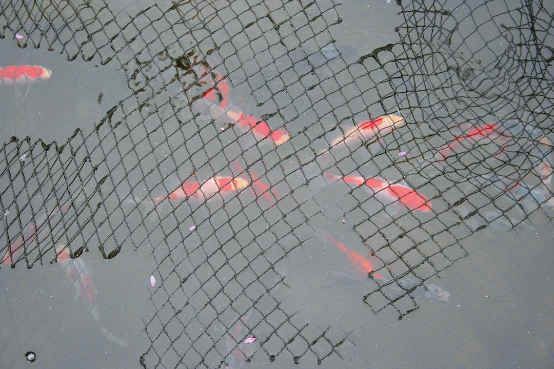 Laguna Teichnetz, Netz für Teiche, schwarz, 6 x 9m 6 x 9 m, 6 x 9 m