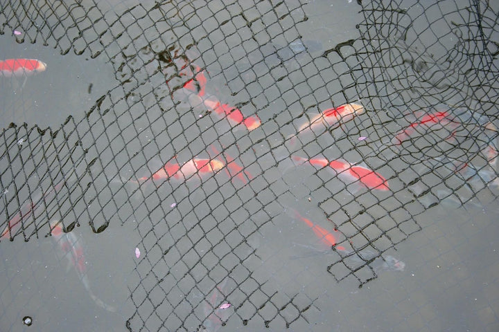 Laguna Teichnetz, Netz für Teiche, schwarz, 6 x 9m 6 x 9 m, 6 x 9 m