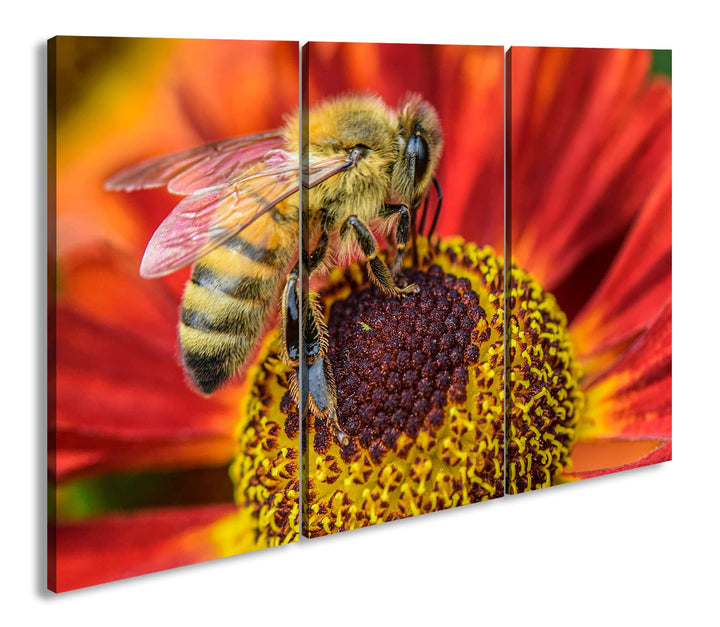 deyoli Biene beim Pollen sammeln Format: 3Teilig als Leinwandbild, Motiv fertig gerahmt auf Echtholz