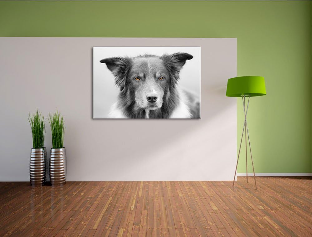 schöner Australien Shepherd Mischling schwarz/weiss Format: 100x70 auf Leinwand, XXL riesige Bilder