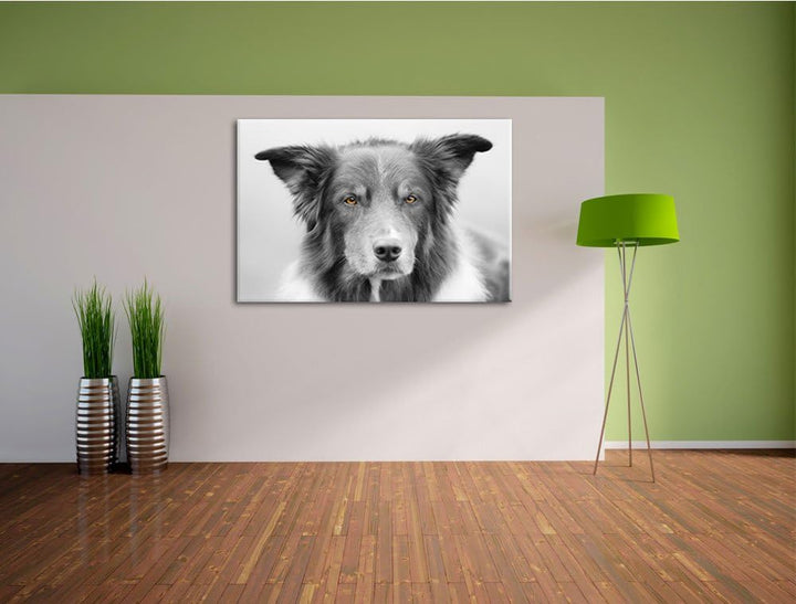 schöner Australien Shepherd Mischling schwarz/weiss Format: 100x70 auf Leinwand, XXL riesige Bilder