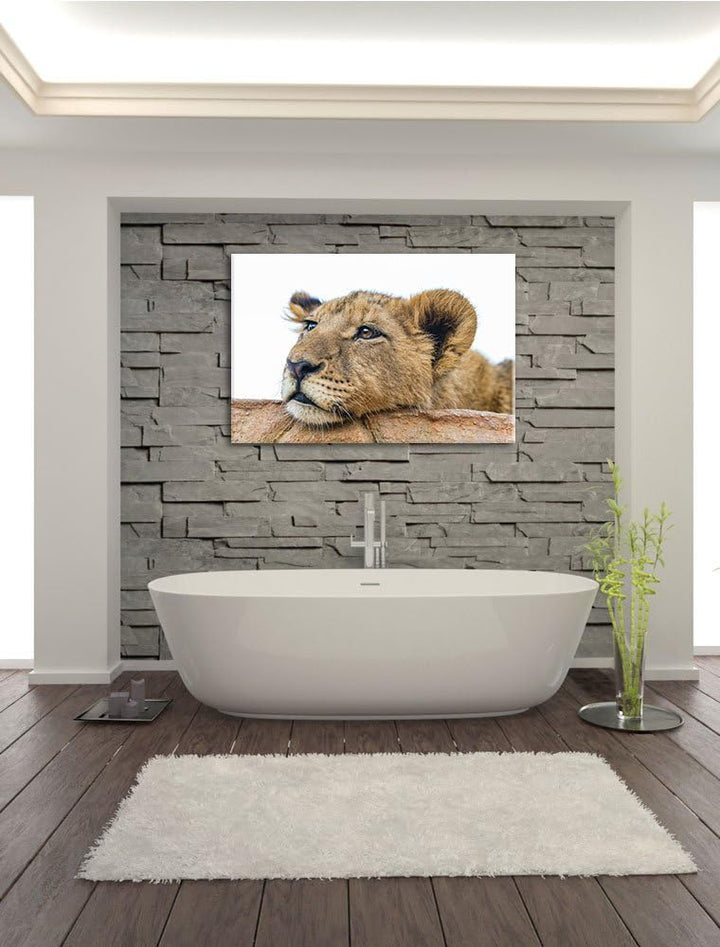 Pixxprint junger Löwe schläft auf Leinwand, XXL riesige Bilder fertig gerahmt mit Keilrahmen, Kunstd