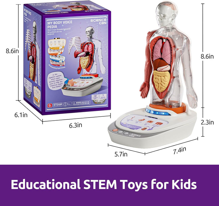 Science Can Anatomiemodell für Kinder, Menschliche Körper Set, Interaktive Spielzeug - Englisch, 22c