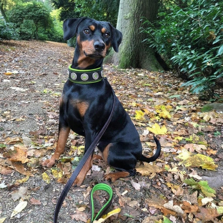 Bestia Bijou Hundehalsband mit Zierconchos. 100% Leder. Weich gepolstert. Handgefertigt in Europa! S
