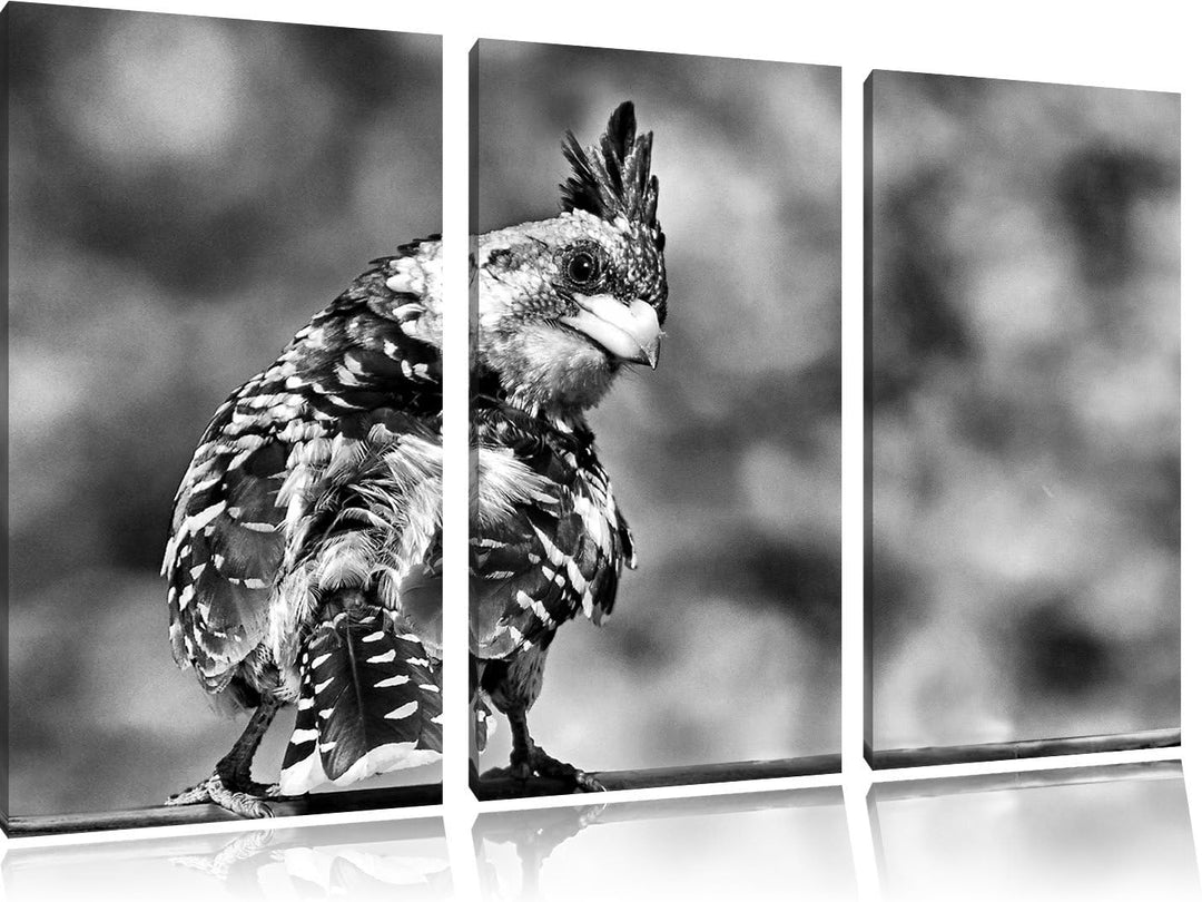 Pixxprint schöner Hauben-Bartvogel als Leinwandbild/Grösse: 3 Teilig (120x80) cm/Wandbild/Kunstdruck