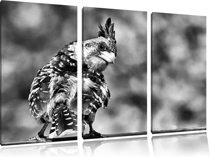 Pixxprint schöner Hauben-Bartvogel als Leinwandbild/Grösse: 3 Teilig (120x80) cm/Wandbild/Kunstdruck