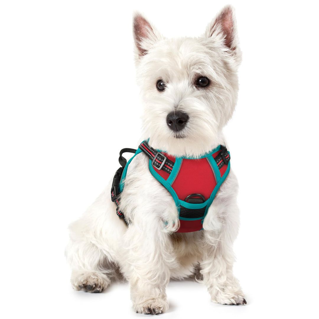 rabbitgoo Hundegeschirr Kleine Hunde, Anti Zug Geschirr mit Kontrolle, No Pull Verstellbar Hundegesc