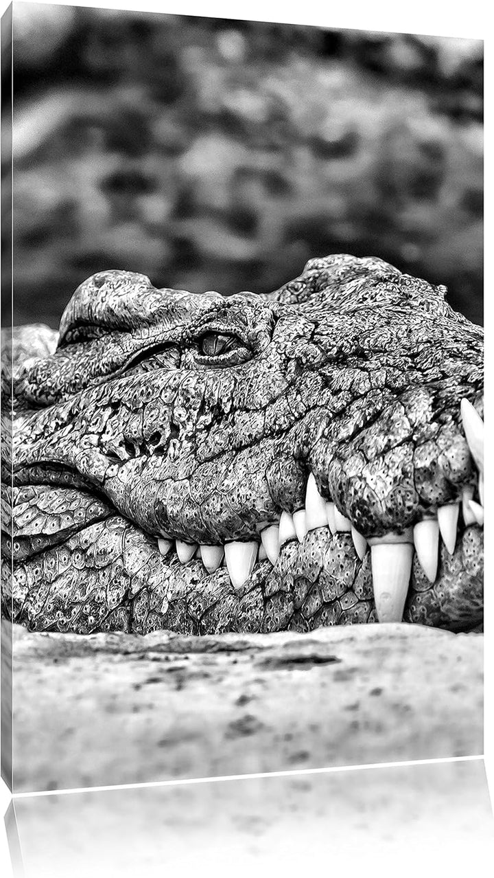 Pixxprint gigantisches Krokodil als Leinwandbild/Grösse: 100x70 / Wandbild/Kunstdruck/fertig bespann