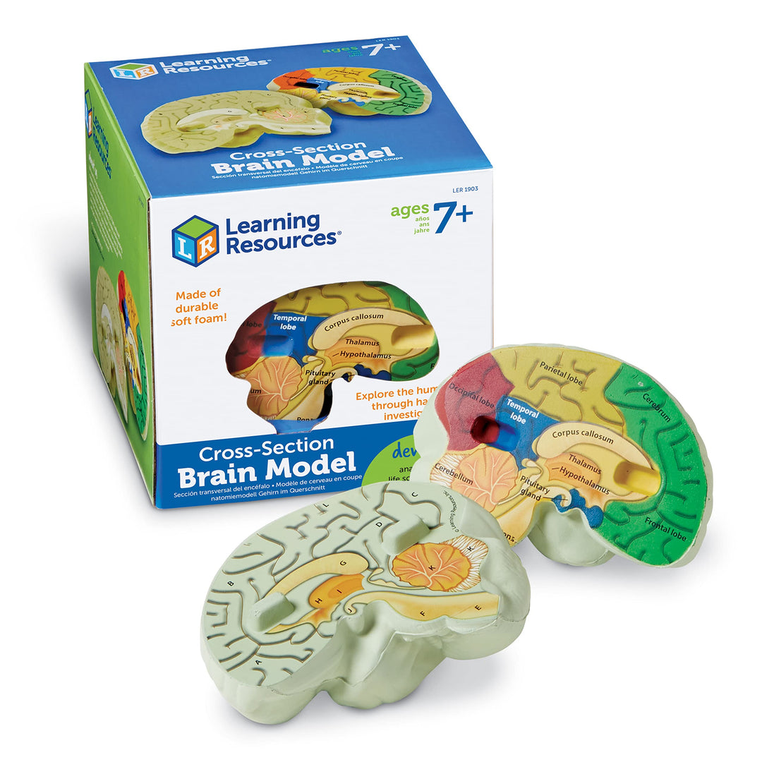 Learning Resources Schaumstoffmodell Gehirn in Querschnittansicht