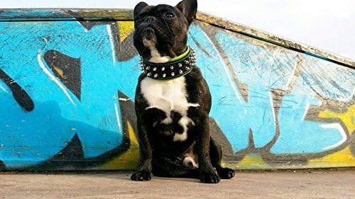 Bestia Frenchie Halsband mit Schraubspitzen. 100% Leder. French Bulldog Design. Mops. Bulldog. Terri