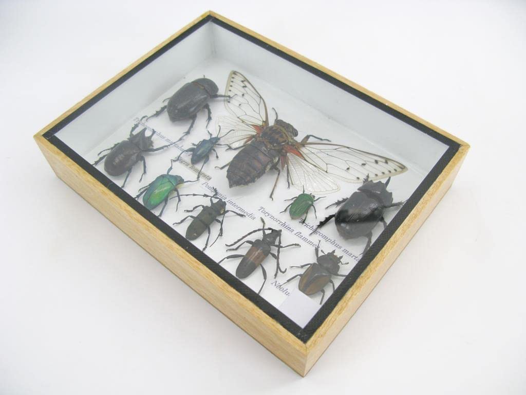Echte exotische riesige Käfer, Insekten und Krabbler im 3D Schaukasten aus Holz - Insekten - Taxider
