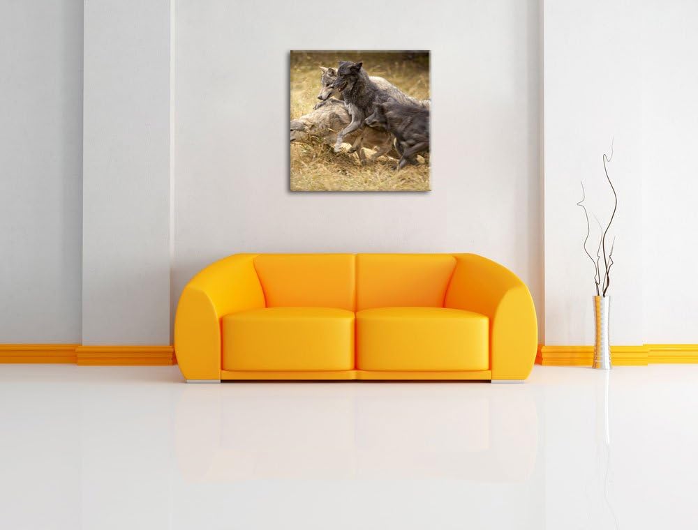 Tobendes Wolfsrudel, Format: 70x70 auf Leinwand, XXL riesige Bilder fertig gerahmt mit Keilrahmen, K