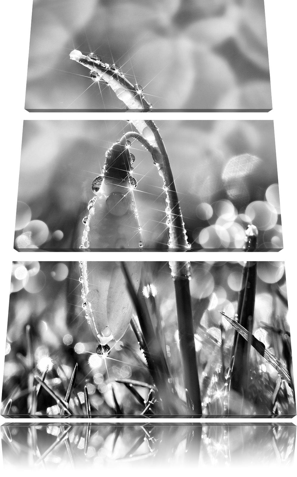 Pixxprint Schneeglöckchen auf Frühlingswiese als Leinwandbild/Grösse: 3 Teilig (120x80) cm/Wandbild/