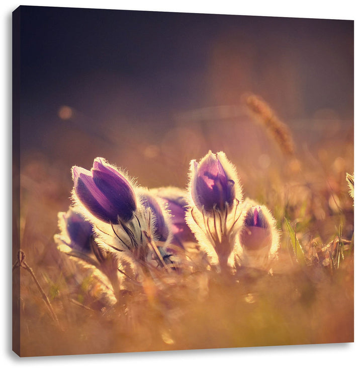 Pixxprint Lila Küchenschelle auf Bergwiese als Leinwandbild | Grösse: 70x70 cm | Wandbild | Kunstdru
