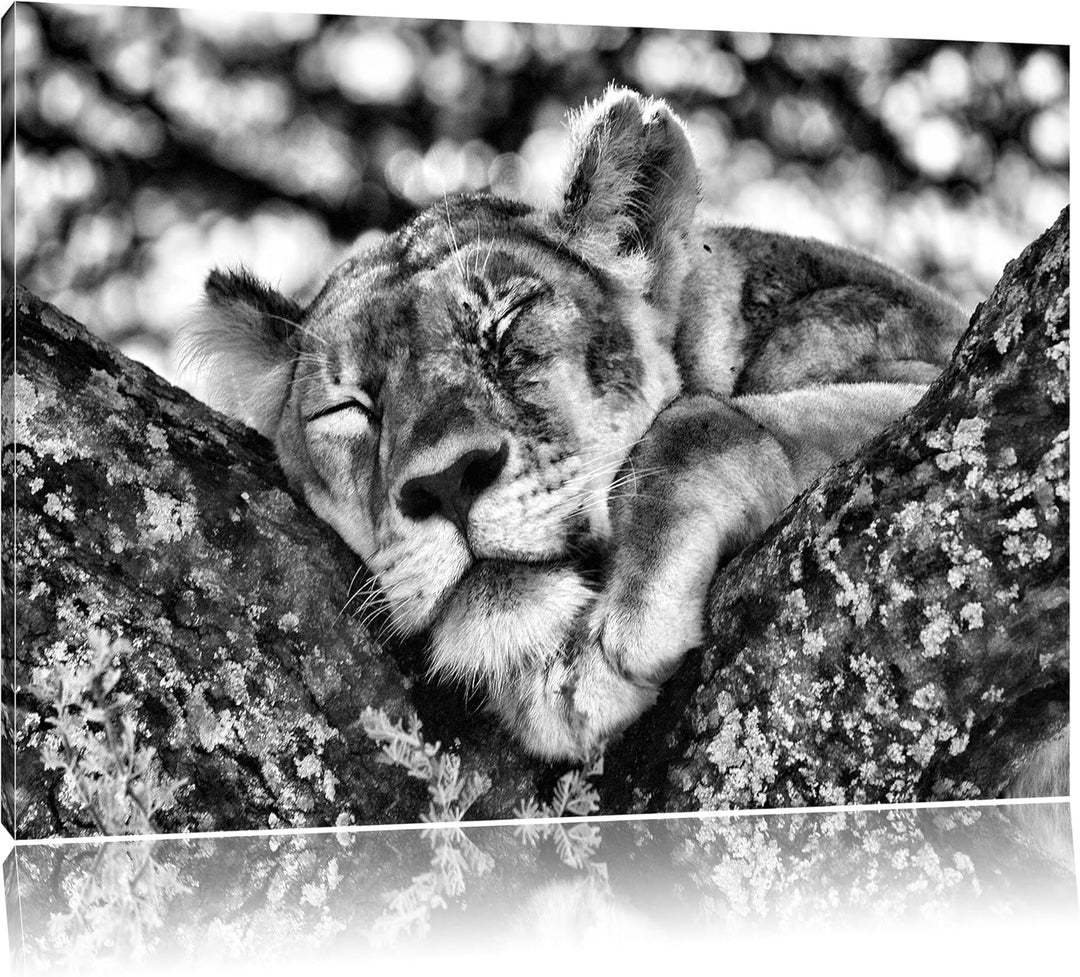 Pixxprint müde Löwin ruht auf Baum als Leinwandbild | Grösse: 100x70 | Wandbild| Kunstdruck | fertig