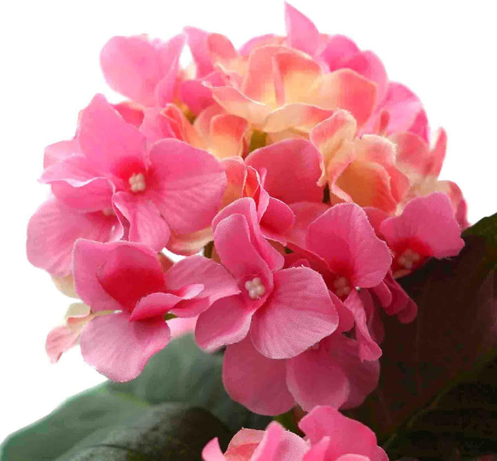 GreenBrokers Künstliche Hortensien in terrakottafarbenem Topf, 50 cm, Rosa Rose, Rose