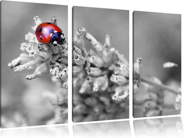Pixxprint Kleiner Marienkäfer auf Lavendel / 3-Teilig/Gesamtmass 120cm Leinwandbild bespannt auf Hol