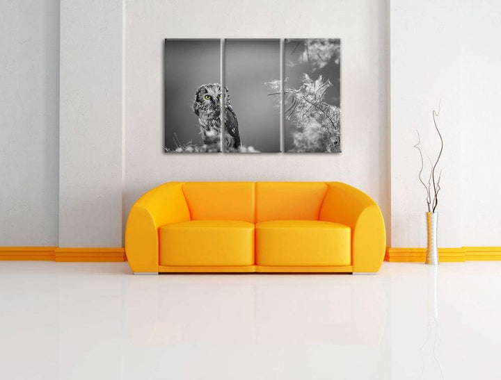 Kleine neugierige Eule schwarz/weiss 3-Teiler Leinwandbild 120x80 Bild auf Leinwand, XXL riesige Bil