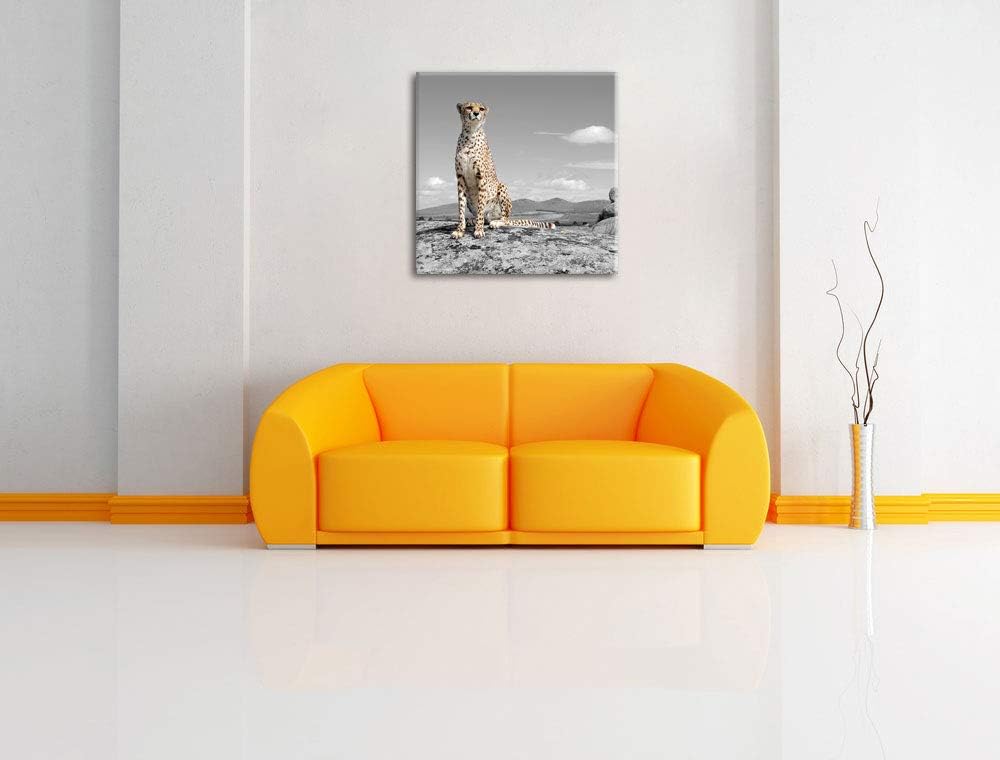 Pixxprint stolzer Gepard als Leinwandbild/Grösse: 70x70 cm/Wandbild/Kunstdruck/fertig bespannt, 70x7