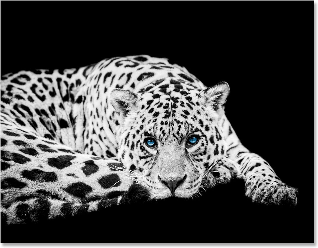 wandmotiv24 Leinwandbild Schwarz-Weiss 80x60cm, Querformat, Leopard, Deko, Bilder auf Leinwand, Wand