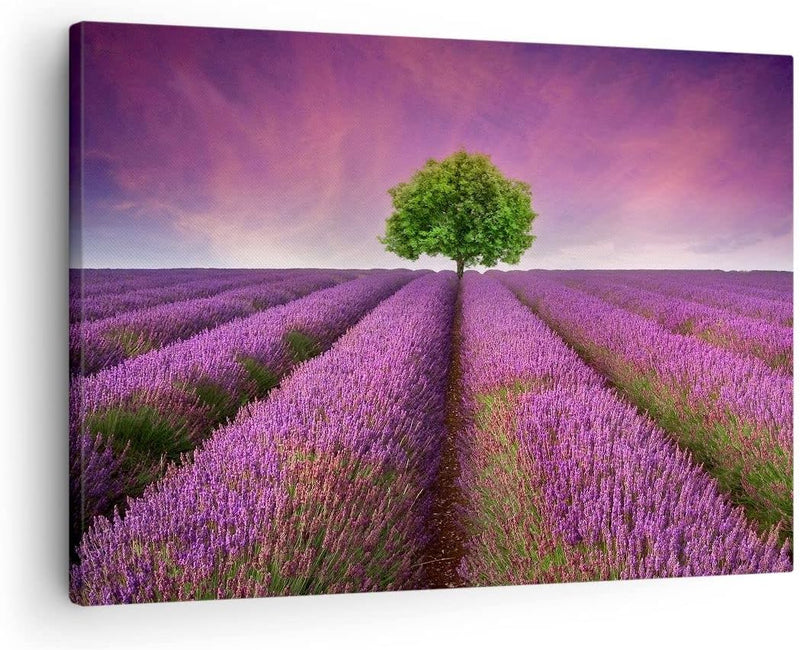 Bilder auf Leinwand Wiese lavenda Sommer Landschaft Leinwandbild 70x50cm Wandbilder Dekoration Wohnz