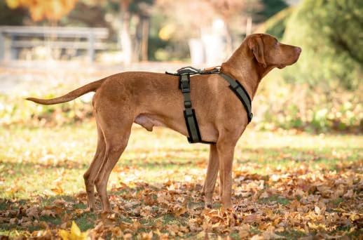 Wowwow Innovatives Hundegeschirr mit Integrierter Leine | Grössenverstellbar, bis 150kg Zugkraft | N
