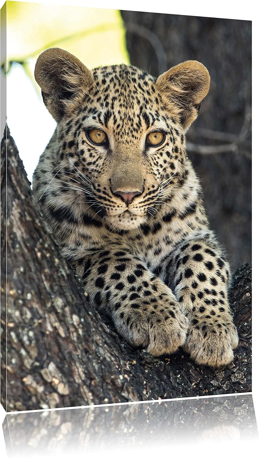 Pixxprint Leopardenbaby, Format: 100x70 auf Leinwand, XXL riesige Bilder fertig gerahmt mit Keilrahm