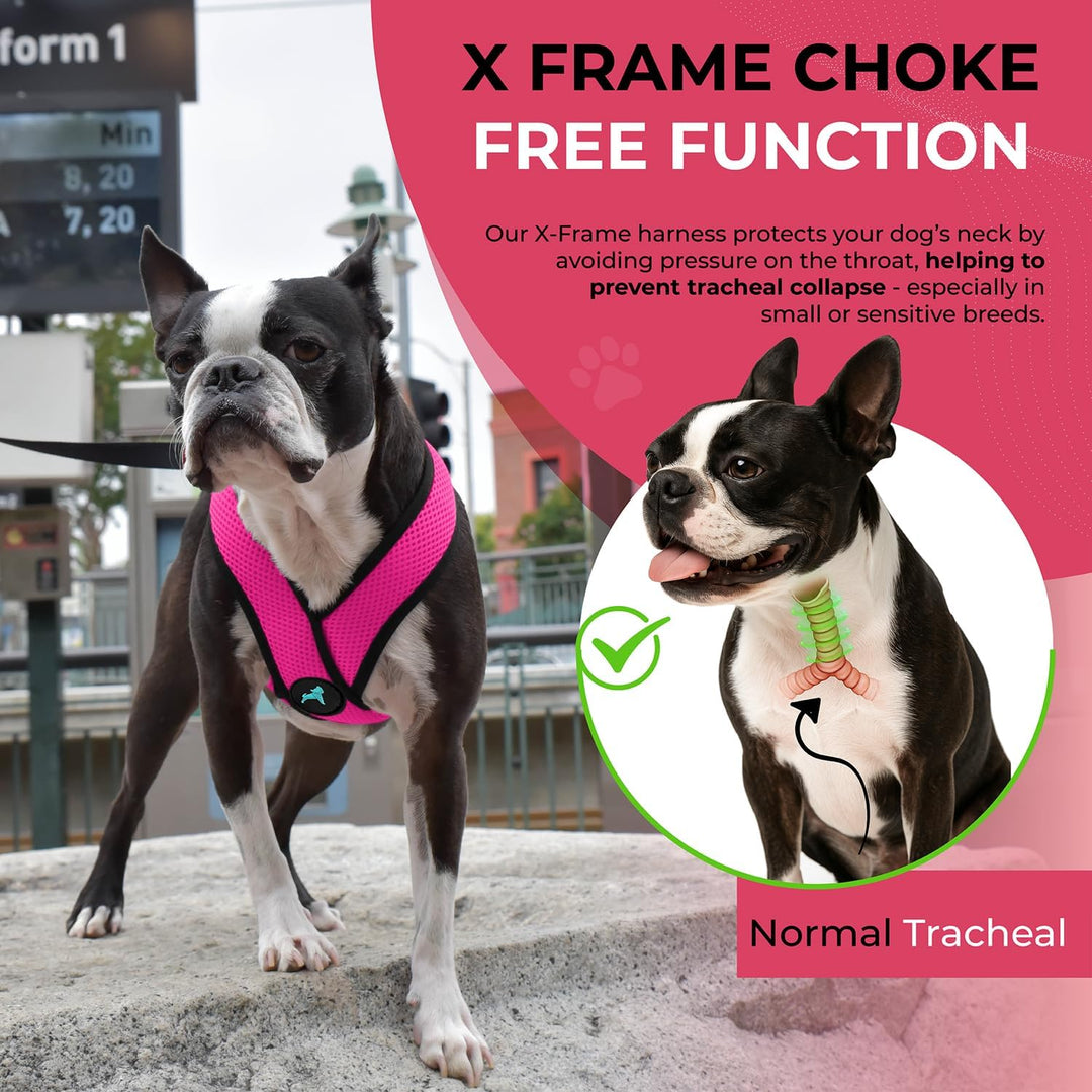 Gooby Comfort X Head In Harness - Flamingo Pink, Small - No Pull Kleines Hundegeschirr, Patentierter