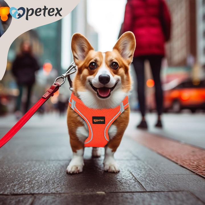 Petex Hundegeschirr für kleine & mittelgrosse Hunde - TUV Geprüft - Made in Europe - Welpengeschirr