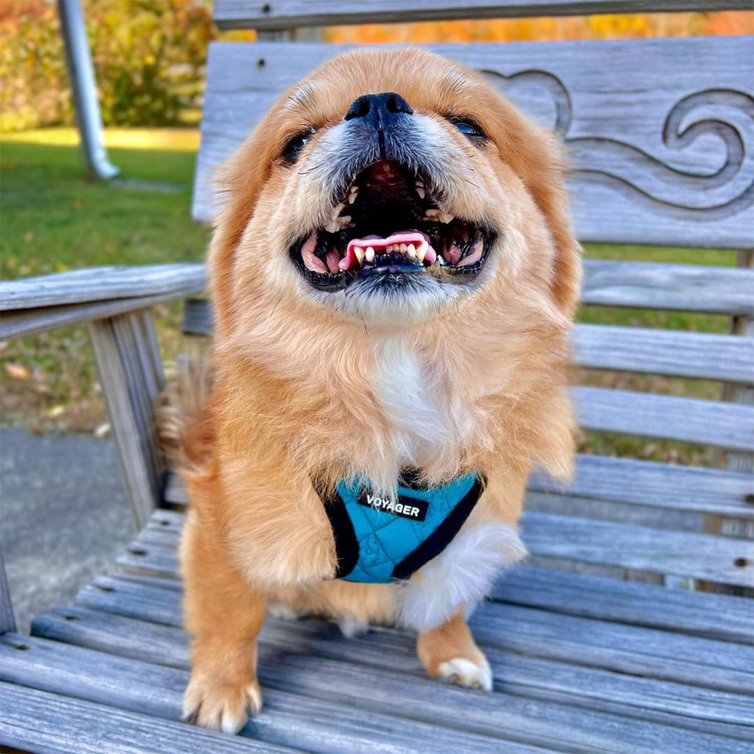 Voyager Step-In Plüsch-Hundegeschirr by Best Pet Supplies - Step-In-Westengeschirr für kleine und mi