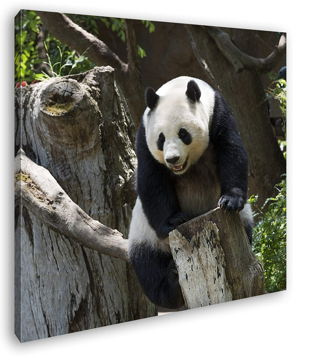 deyoli knuffiger Panda Format: 70x70 als Leinwandbild, Motiv fertig gerahmt auf Echtholzrahmen, Hoch