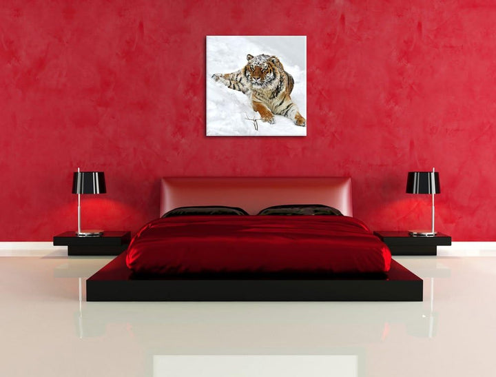 Amur Tiger im Schnee, Format: 70x70 auf Leinwand, XXL riesige Bilder fertig gerahmt mit Keilrahmen,