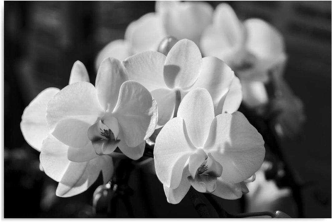 Feeby. Wandbild - 1 Teilig - 50x70 cm, Leinwand Bild Leinwandbilder Bilder Wandbilder Kunstdruck, OR