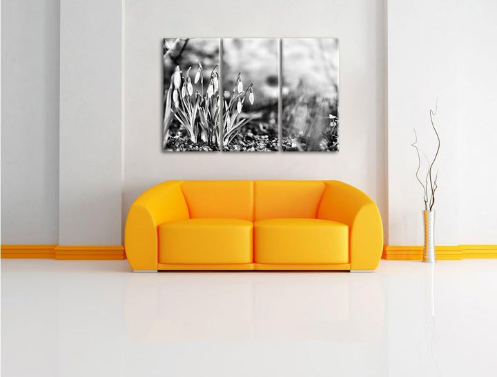 Pixxprint Schneeglöckchen am Waldrand als Leinwandbild/Grösse: 3 Teilig (120x80) cm/Wandbild/Kunstdr