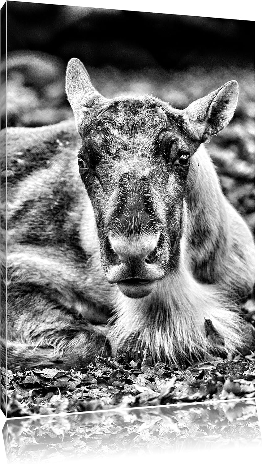 Monocrome, junger Elch, Format: 100x70 auf Leinwand, XXL riesige Bilder fertig gerahmt mit Keilrahme